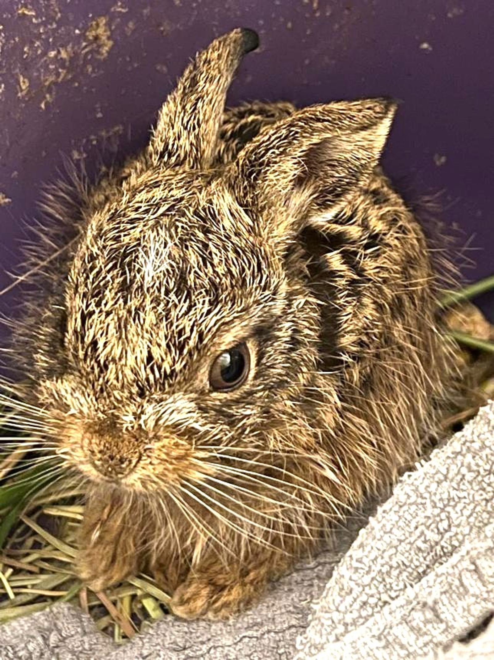 Orphaned leveret (young hare)