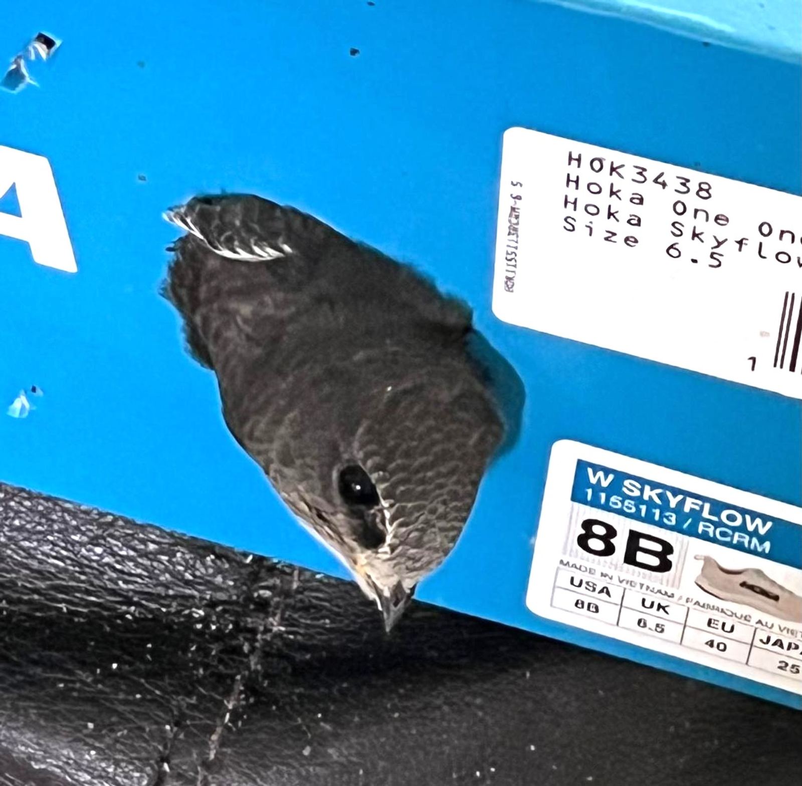 Grounded swift ready for release