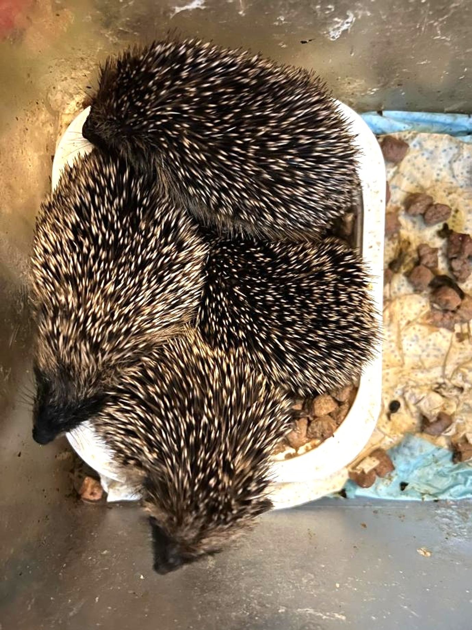 Hedgehogs recovering together
