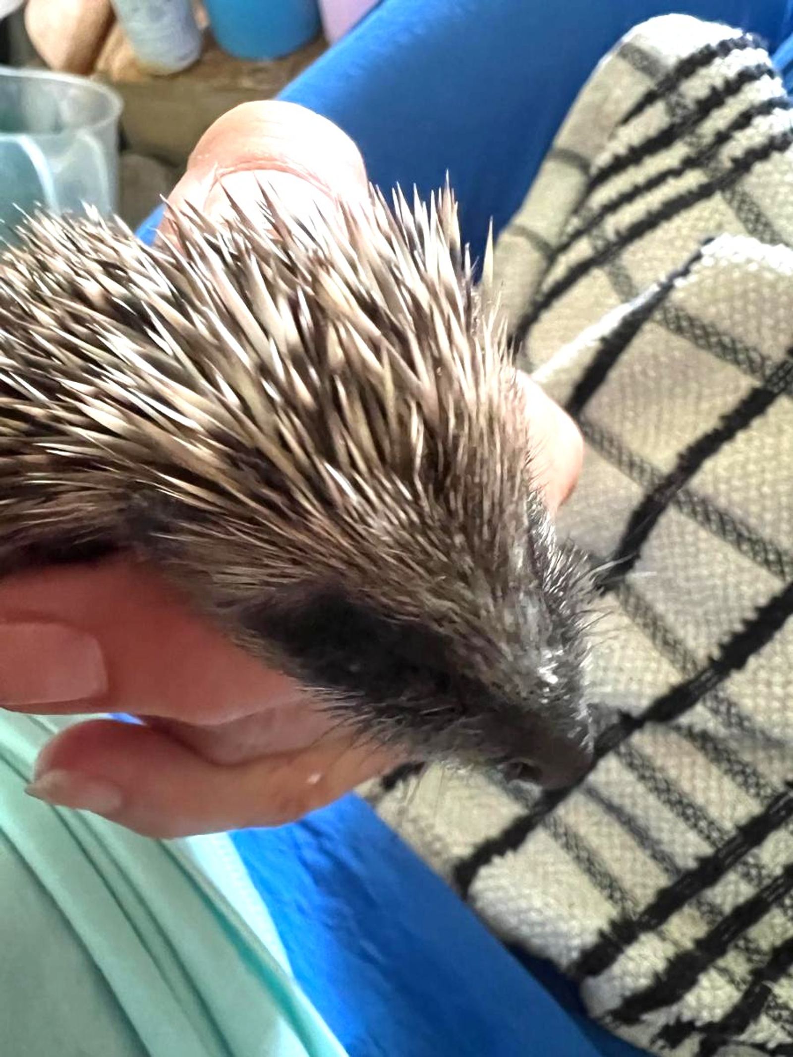 Hoglet in hand