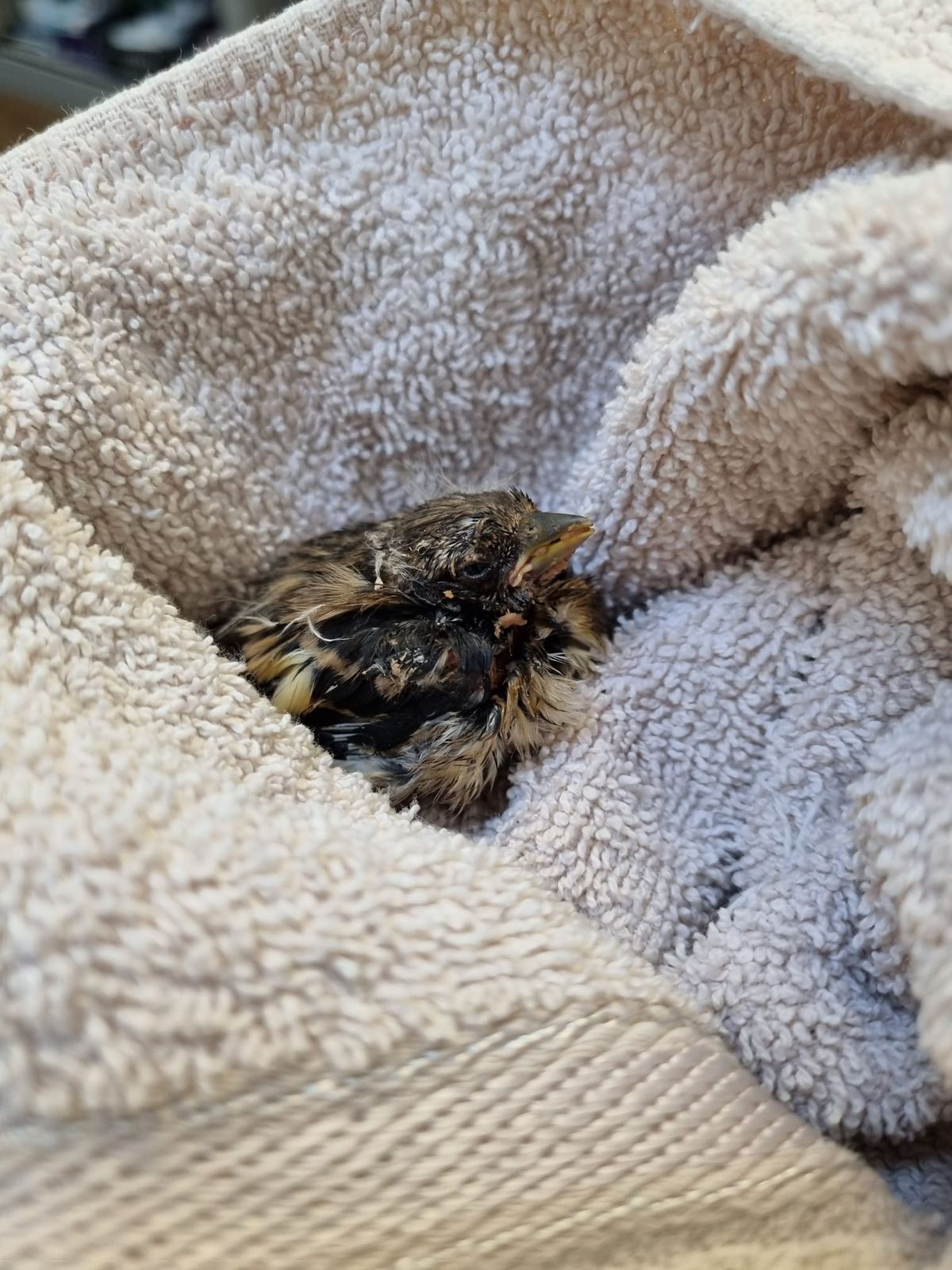 A fledgling wrapped in a towel after being handed in to the practice