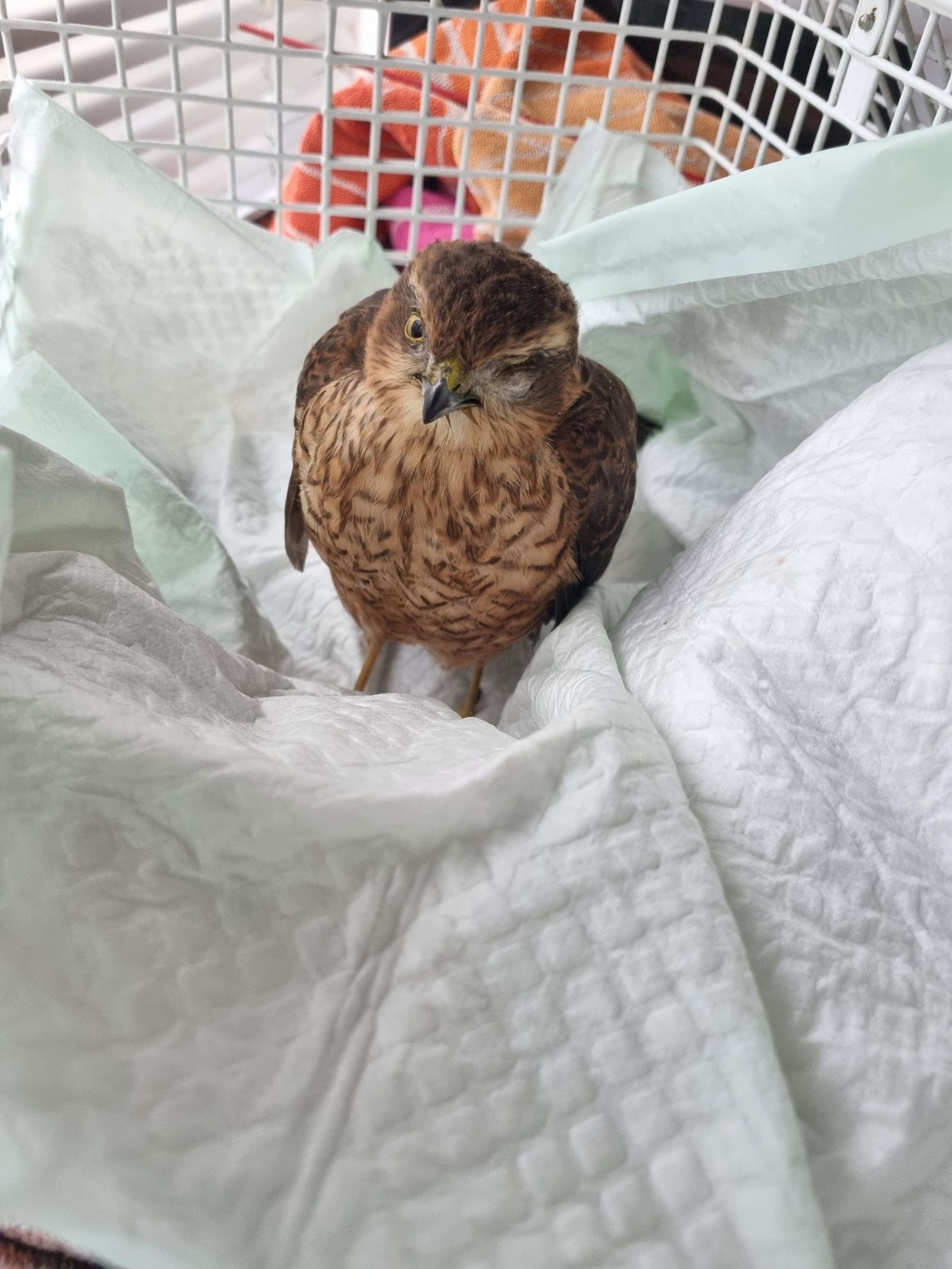 A hawk standing on a puppy pad in a vet's kennel, brought in to Medivet Impington on a Friday evening