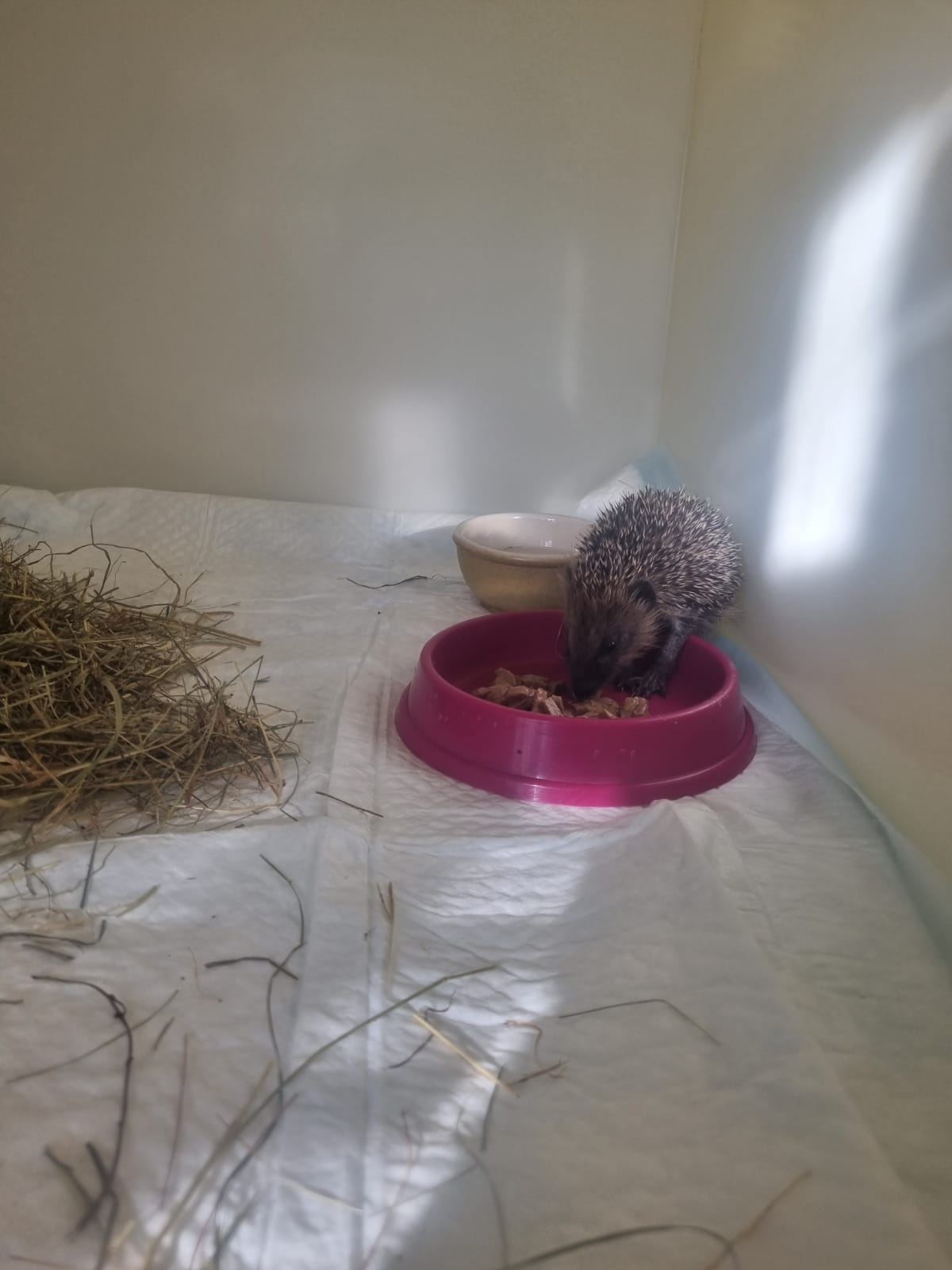 A hedgehog tucking into a bowl of food in a vet's kennel