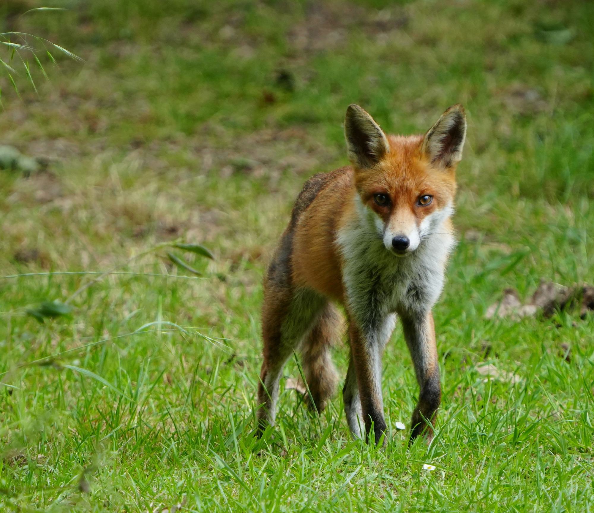 A red fox walking through a meadow