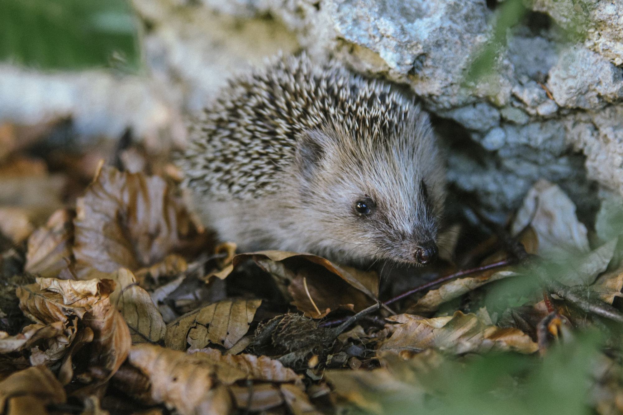 A hedgehog among fallen leaves