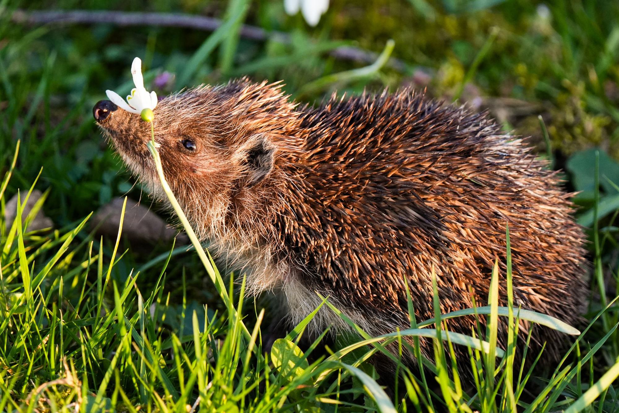 A hedgehog sniffing a wildflower in long grass