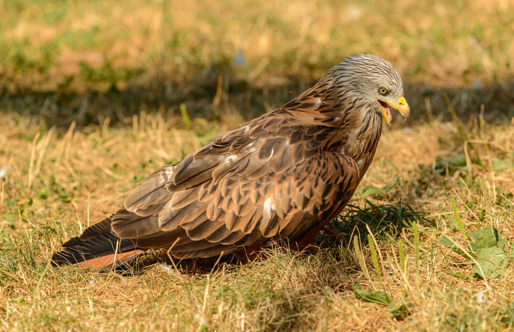 A red kite resting in a sunlit field